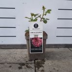 Ruža mnohokvetá (Rosa floribunda) 'ABRACADABRA'® Kordes - výška 15-25 cm, kont. C5L